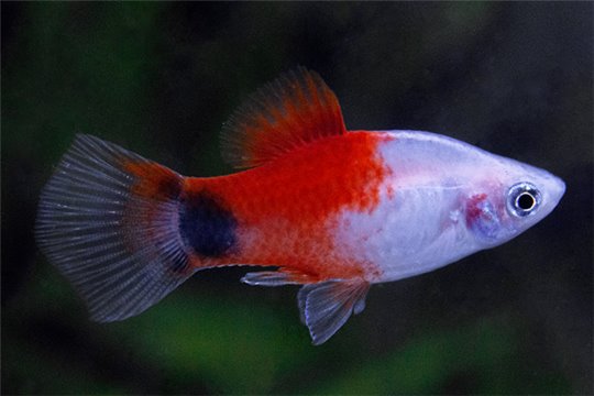 Platy red top mickey mouse 3-3,5 cm