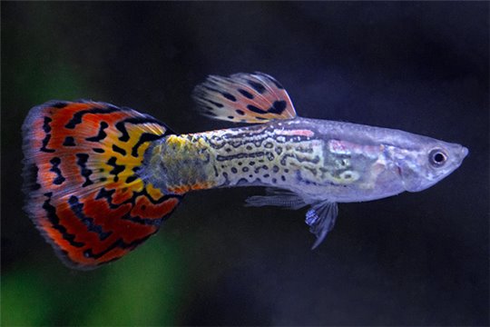 Guppy cobra multicolore 3,5-4 cm