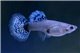 Guppy blue grass femelle 3,5-4 cm