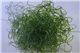 Algue Chaetomorpha pour refugium élevage 7-8 cm