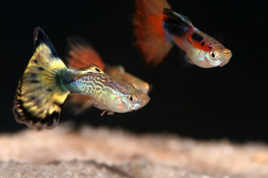 Guppy mâle assorti - L