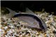 Corydoras arcuatus 3,5-5 cm