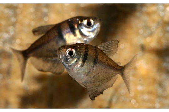 Gymnocorymbus ternetzi - L