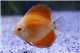 Discus Golden 5 cm