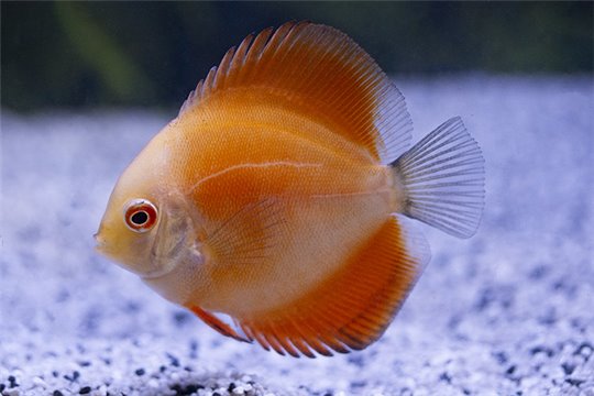 Discus Golden 5 cm