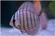 Discus Alenquer 5 cm