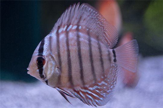 Discus Alenquer 6cm