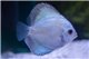 Discus Power blue 5 cm