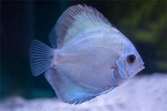 Discus Power blue 5 cm