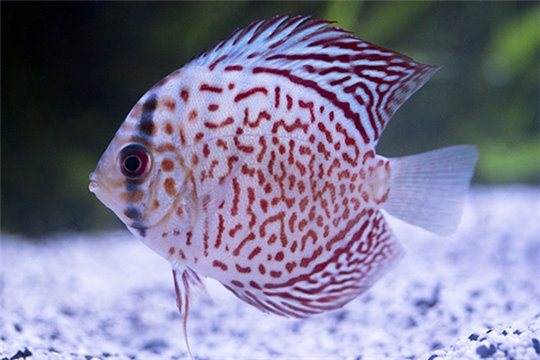 Discus Leopard Eruption 5 cm