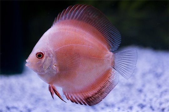 Discus melon 5 cm