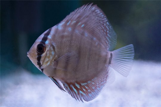 Discus Turquoise bleu 5 cm