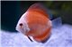 Discus White face melon 5 cm