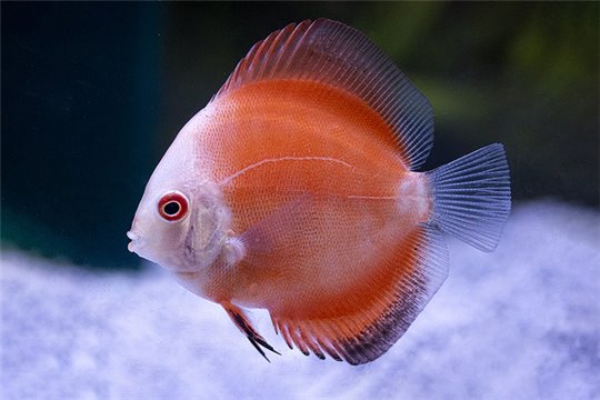 Discus White face melon 5 cm