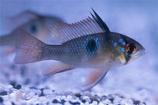 Microgeophagus ramirezi black 3-4 cm