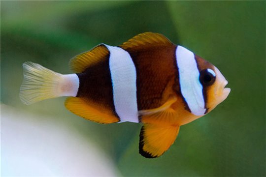 Amphiprion clarkii pearl eye élevage 3-3,5 cm