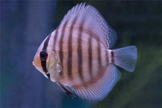 Discus San Merah 6 cm