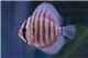 Discus San Merah 7 cm