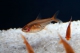 Hyphessobrycon amandae - ML