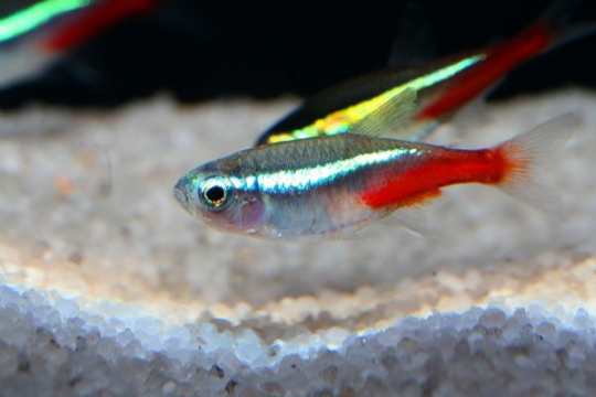 Hyphessobrycon néon bleu - ML