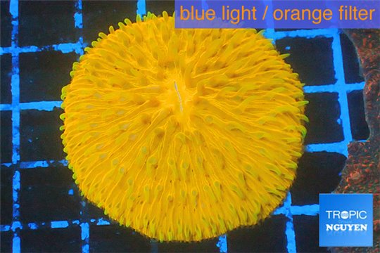 Fungia orange 3-4 cm WYSIWYG acclimaté