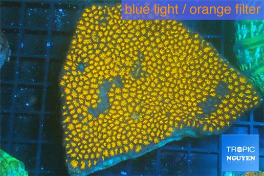 Leptastrea orange 5-8 cm WYSIWYG acclimaté