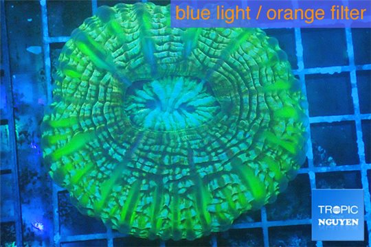 Cynarina green blue 4-6 cm WYSIWYG acclimaté