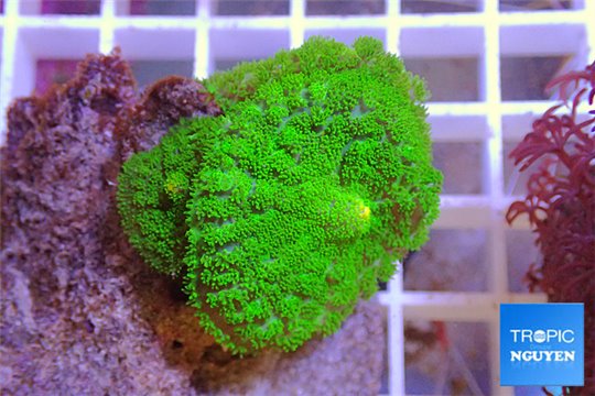 Rhodactis neon green 2 polyps WYSIWYG acclimaté