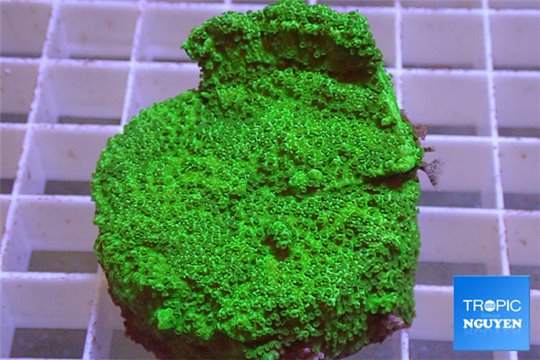 Montipora green 4-6 cm WYSIWYG acclimaté
