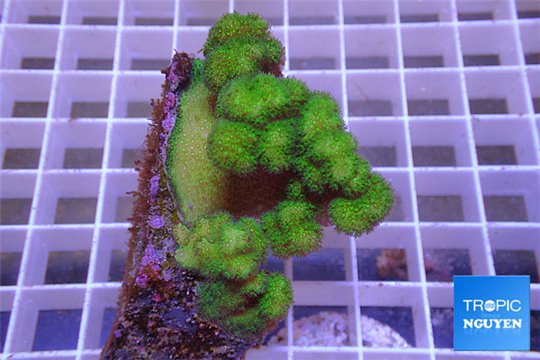 Pocillopora verrucosa neon green 4-6 cm WYSIWYG acclimaté