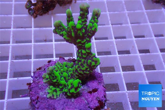 Montipora green purple polyps 3-5 cm WYSIWYG acclimaté