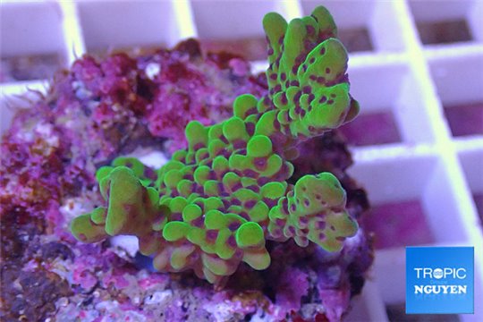 Montipora green purple polyps 2-4 cm WYSIWYG acclimaté