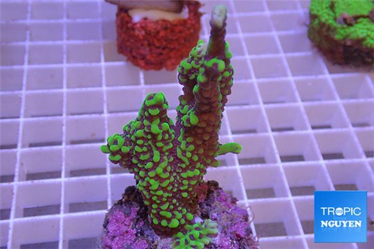 Montipora green & purple polyps 4-6 cm WYSIWYG acclimaté