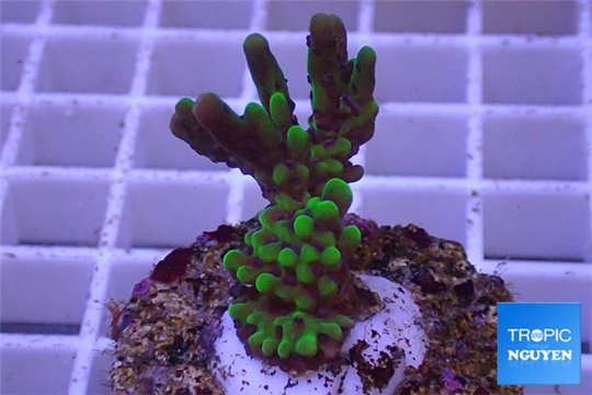 Montipora green & purple polyps 2-4 cm WYSIWYG acclimaté