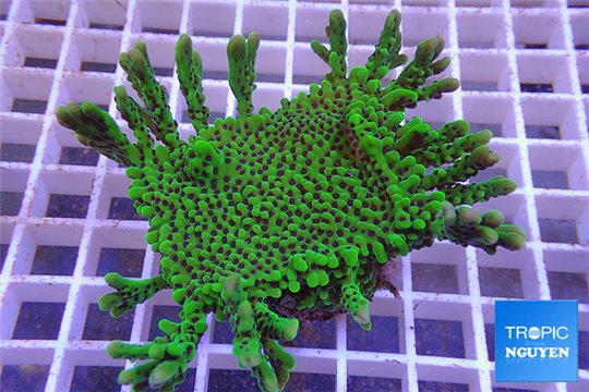 Montipora green purple polyps 5-7 cm WYSIWYG acclimaté