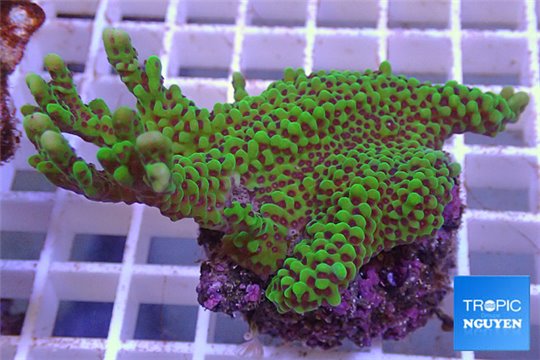Montipora green purple polyps 4-6 cm WYSIWYG acclimaté