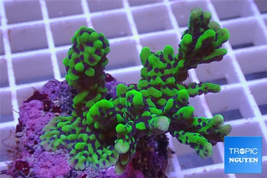 Montipora green purple polyps 4-6 cm WYSIWYG acclimaté