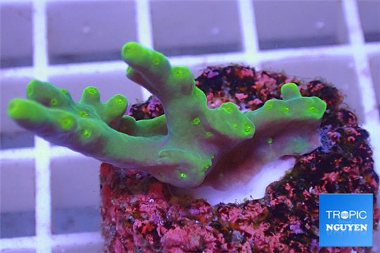 Acropora suharsonoi green deep water 2-3 cm WYSIWYG acclimaté