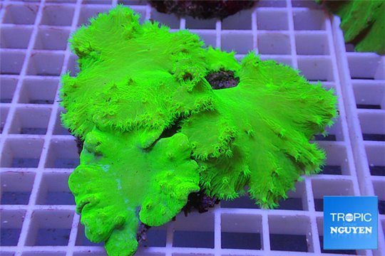 Sinularia dura neon green 8-12 cm WYSIWYG acclimaté