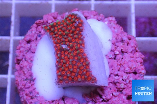 Montipora green & red polyps Australia 2-3 cm WYSIWYG acclimaté