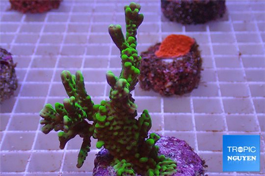 Montipora green purple polyps 3-5 cm WYSIWYG acclimaté