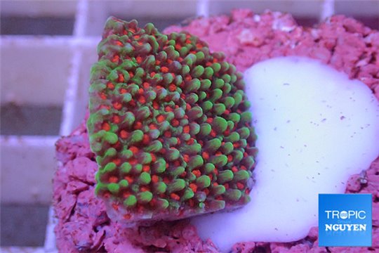 Montipora green & red polyps Australia 2-3 cm WYSIWYG acclimaté