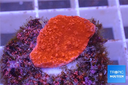 Montipora red plate 1-2 cm WYSIWYG acclimaté