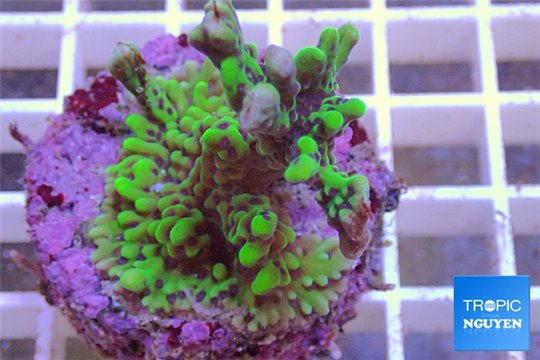 Montipora green purple 4-6 cm WYSIWYG acclimaté