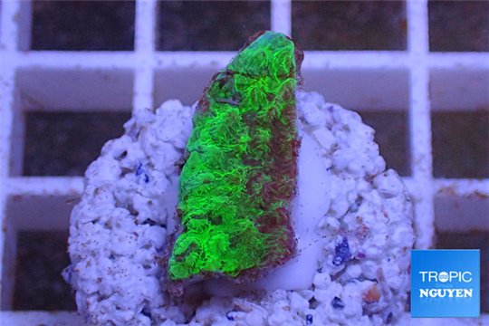 Hydnophora green 1-3 cm WYSIWYG acclimaté