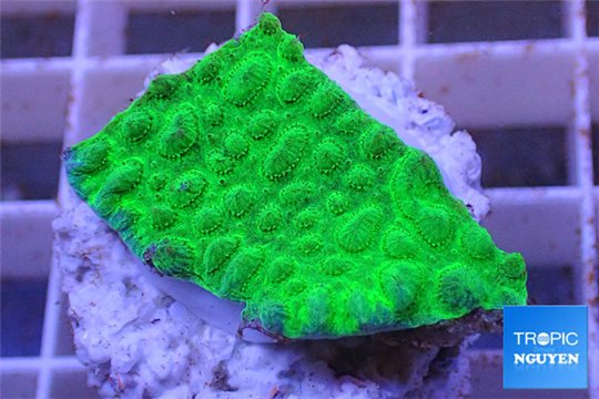 Hydnophora green 2-4 cm WYSIWYG acclimaté