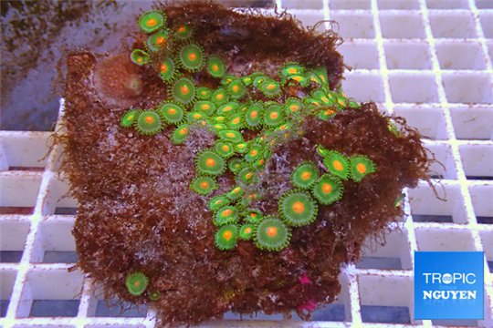 Zoanthus green & red spot 7-12 cm WYSIWYG acclimaté