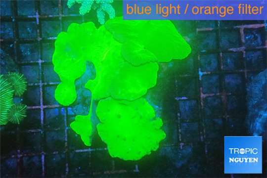 Sinularia dura neon green 7-11 cm WYSIWYG acclimaté