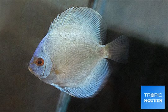 Discus power blue 8-10 cm WYSIWYG acclimaté