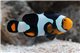 Amphiprion per. / oce. snow onyx elevage 3-4